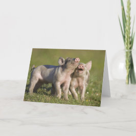 Cartão Dois Leitões Brancos Jogando no Campo