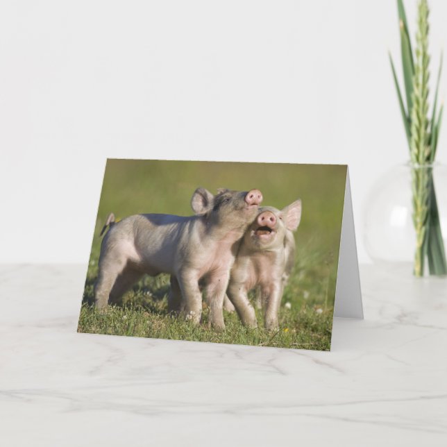 Cartão Dois Leitões Brancos Jogando no Campo (Frente)