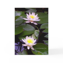 Dois lírios de água clara