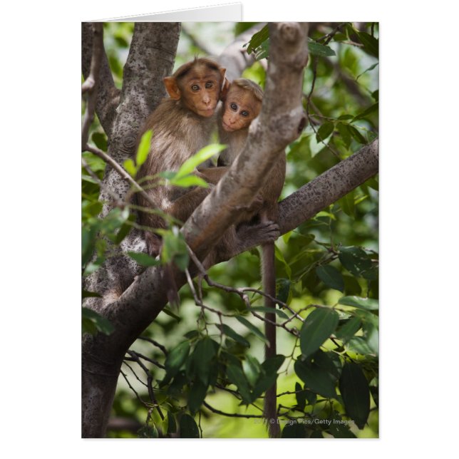 Cartão Dois Macacos Em Uma Árvore (Frente)
