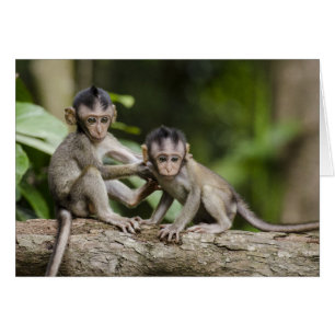 Cartão Dois Macacos Pequenos