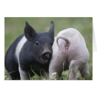 Cartão Dois Pequenos Suínos; Leitões - Bebês Cute Funny