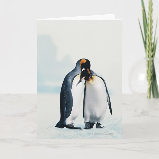 Cartão Dois pinguins afetivos (Frente)