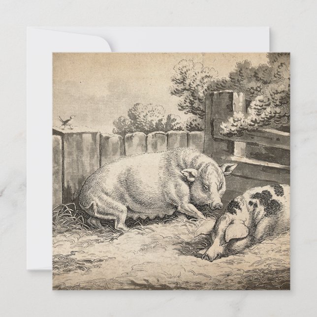 Cartão Dois porcos deitados com palha numa Caneta ao ar l (Frente)