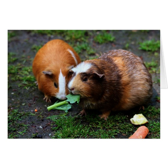Cartão Dois Porcos-guaxinim comendo vegetais (Frente Horizontal)
