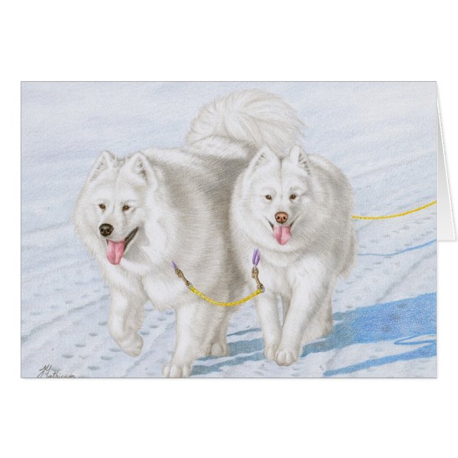 Cartão Dois Samoyeds que competem através da neve (Frente Horizontal)