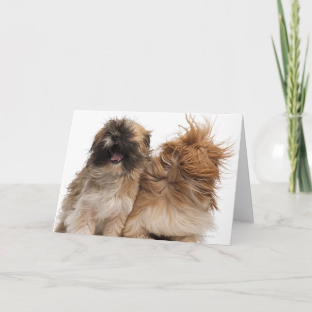 Cartão Dois Shih-Tzus ao vento (Frente)
