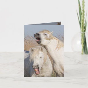 Cartão Dois Stallions Brancos: Yawn Horse