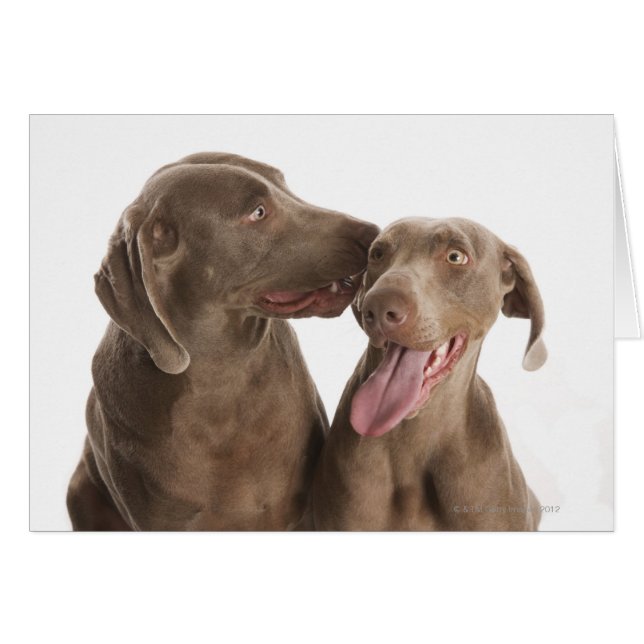 Cartão Dois Weimaraners (Frente Horizontal)
