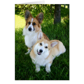 Cartão Dois Welsh Corgis