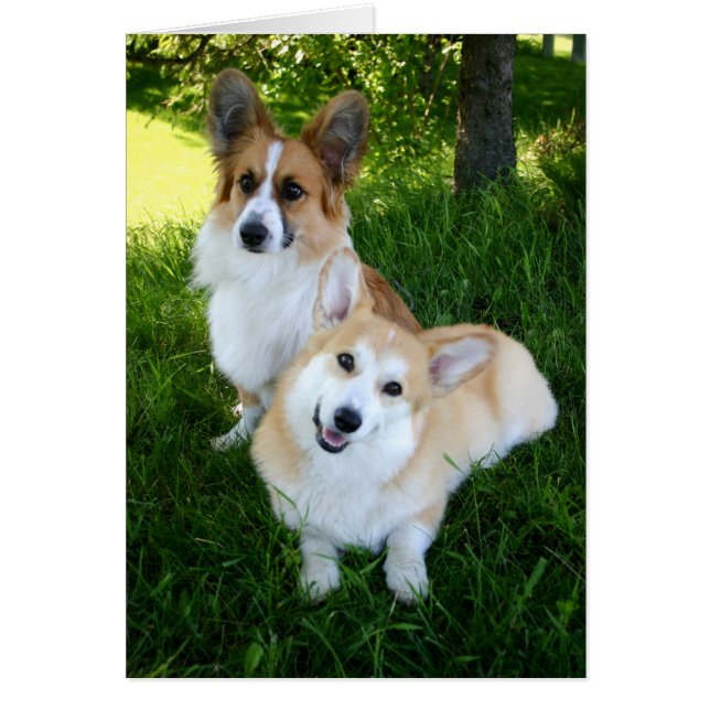 Cartão Dois Welsh Corgis (Frente)