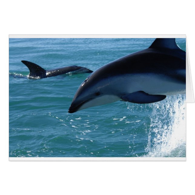 Cartão Dolphin Splash Destiny Beach Ocean Nature (Frente Horizontal)