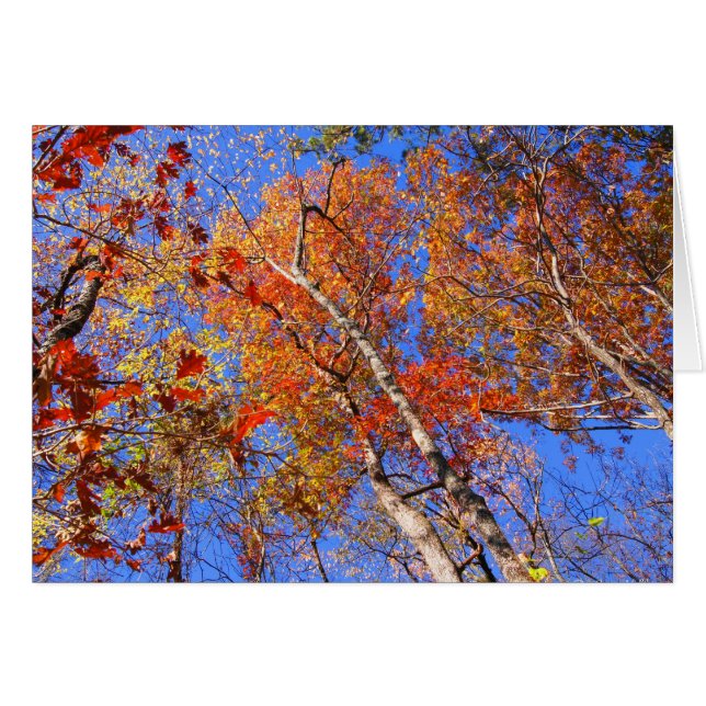 Cartão Donativos do Parque Nacional do Outono Quente do M (Frente Horizontal)