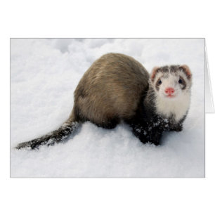 Cartão Doninha que joga na neve