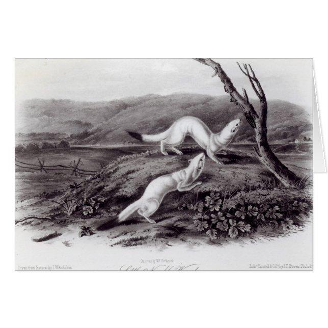 Cartão Doninhas rigoroso pequena (Frente Horizontal)