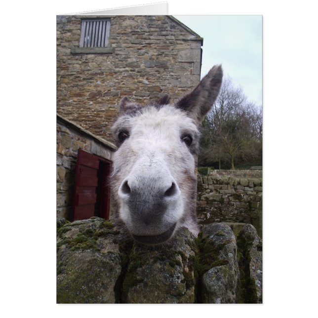 Cartão Donkey (Frente)