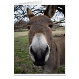 CARTÃO DONKEY