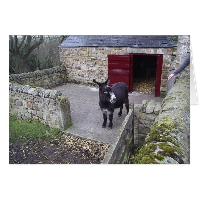 Cartão Donkey (Frente horizontal)