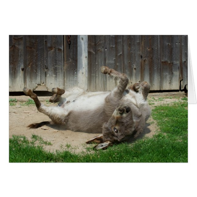 Cartão Donkey Tendo Um Banho (Frente Horizontal)