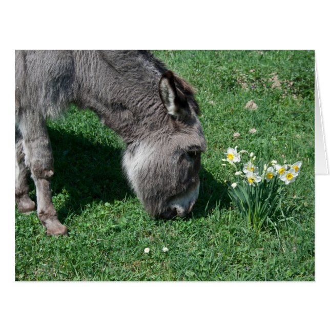 Cartão Donkeys Não Come Daffodils Selvagens (Frente horizontal)