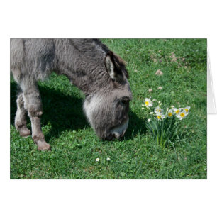 Cartão Donkeys Não Come Daffodils Selvagens
