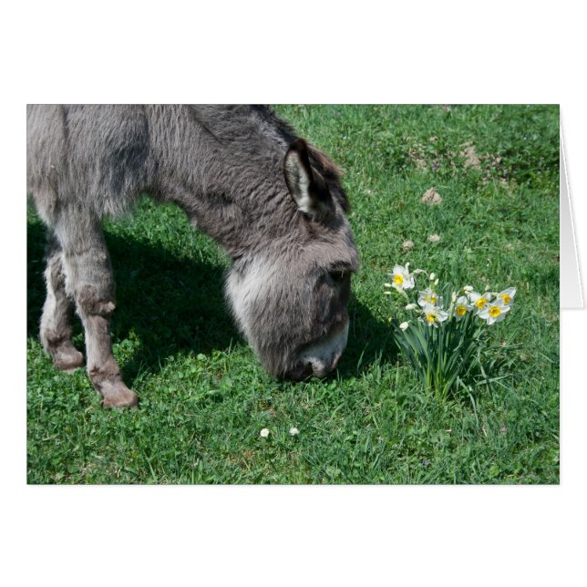 Cartão Donkeys Não Come Daffodils Selvagens (Frente horizontal)