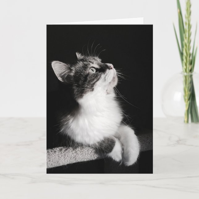 Cartão Don't Quit Dreaming Card (Frente)