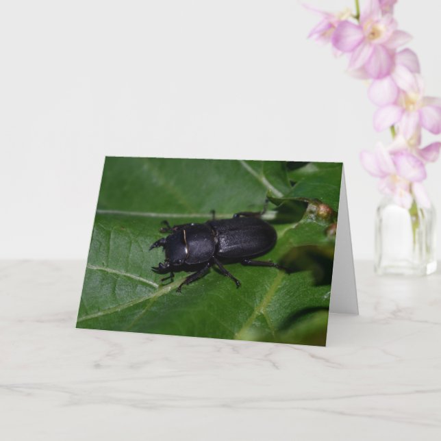 Cartão Dorcus parallelipipedus , o escaravelho inferior (Orquídea)