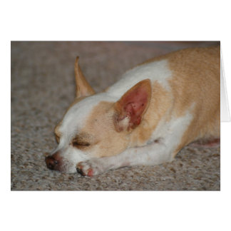 Cartão Dormindo Chihuahua