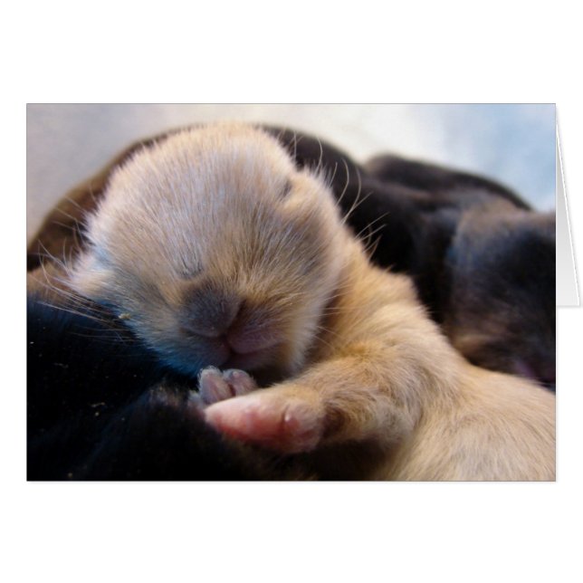 Cartão Dormir (Frente Horizontal)