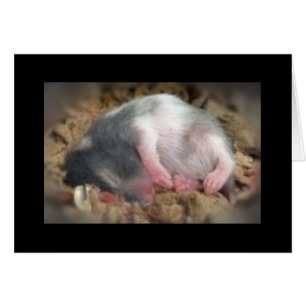 Cartão Dormir, Bebê Hamster