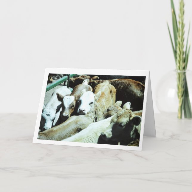 Cartão dos bebês da vaca (Frente)