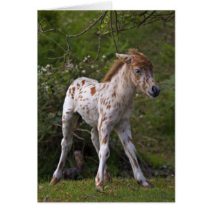 Cartão dos Freckles