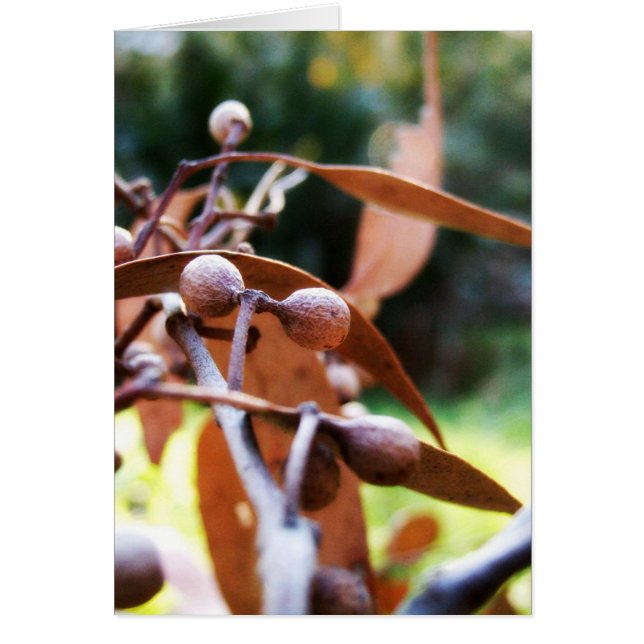 cartão dos gumnuts (Frente)