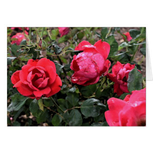 Cartão dos rosas