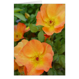 Cartão dos rosas da chama do outono