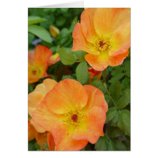 Cartão dos rosas da chama do outono