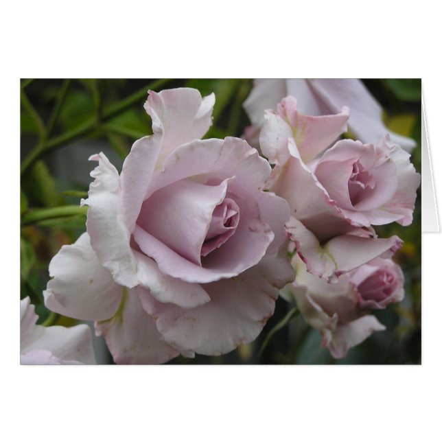 Cartão dos rosas da lavanda (Frente Horizontal)