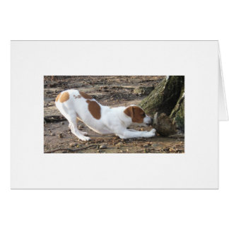 Cartão Dottie no jogo