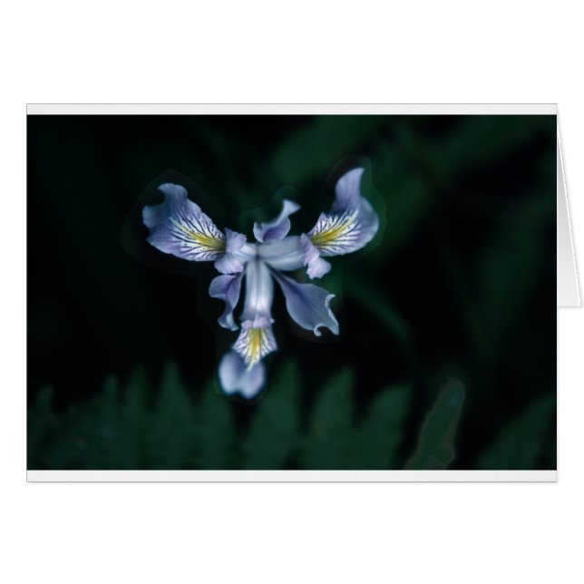 Cartão DouglasIris (Frente Horizontal)