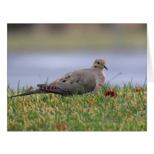 Cartão Dove Bird