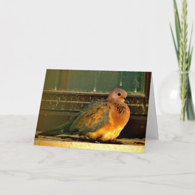 Cartão Dove Chilly (Frente)