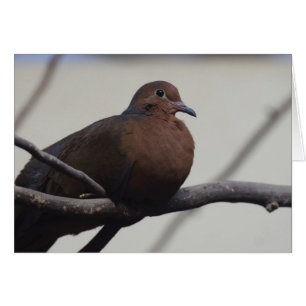 Cartão Dove de Grayson