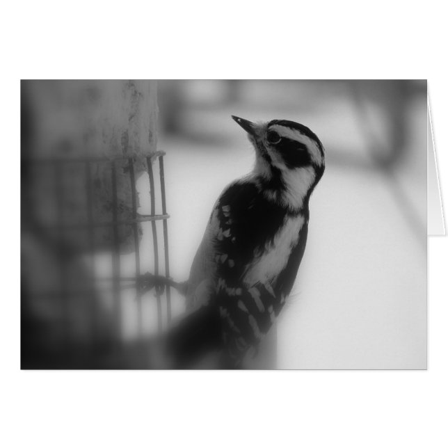 Cartão Downy Woodpecker (Frente Horizontal)