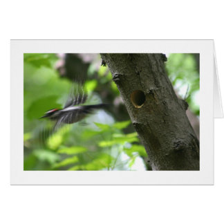 Cartão Downy Woodpecker