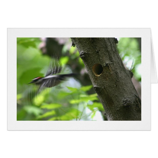 Cartão Downy Woodpecker (Frente Horizontal)
