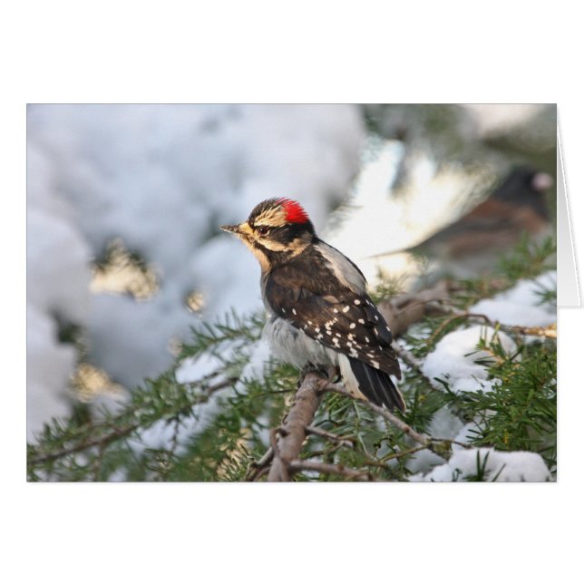 Cartão Downy Woodpecker (Frente Horizontal)