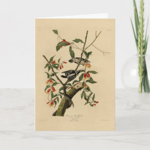 Cartão Downy Woodpecker - das Aves da América de Audubon