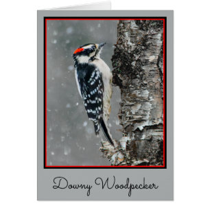 Cartão Downy Woodpecker em Neve - Foto Original