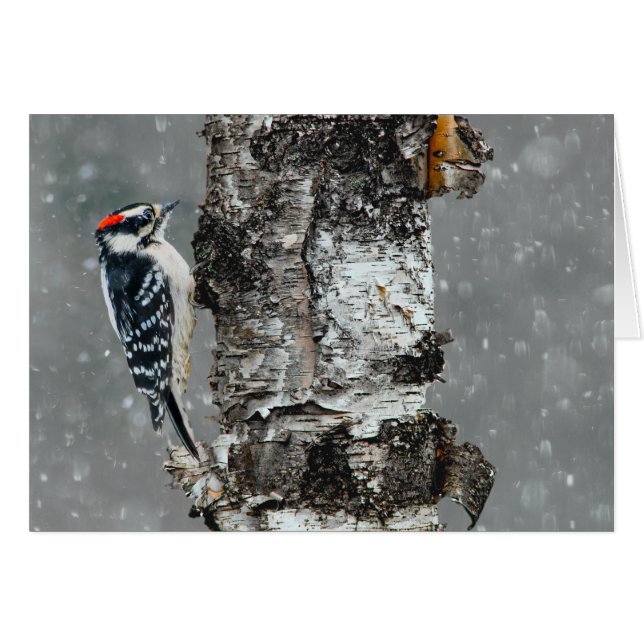 Cartão Downy Woodpecker em Neve - Foto Original (Frente Horizontal)
